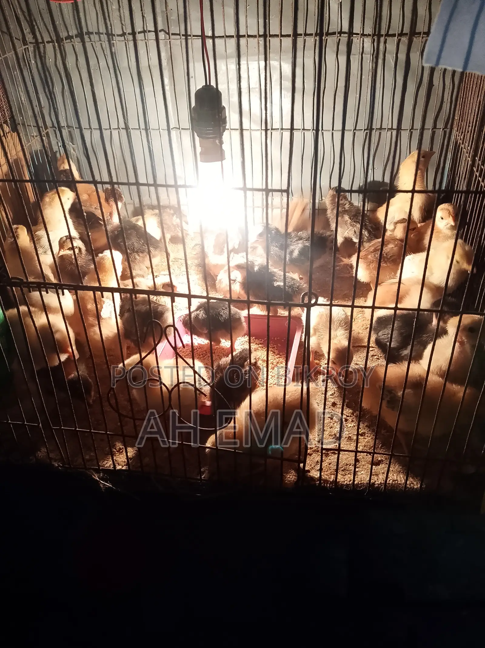 Newly hatched chicks for sale