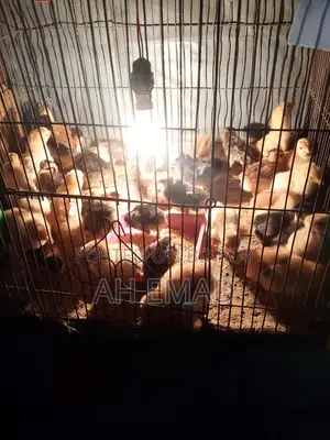 Newly hatched chicks for sale