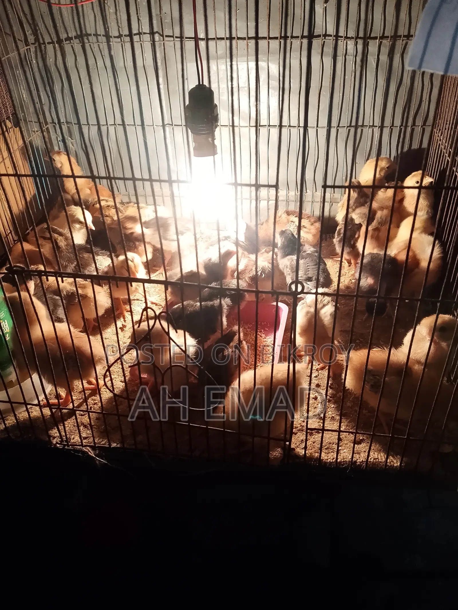 Newly hatched chicks for sale