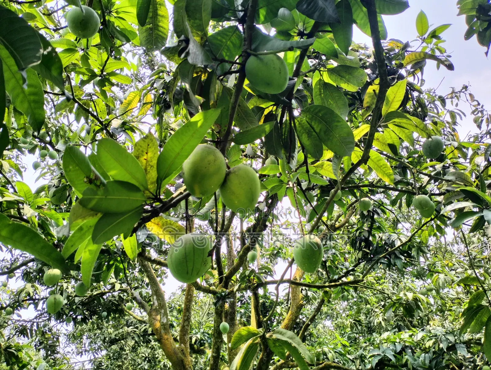 দশ কেজি আম ।
