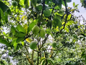 দশ কেজি আম ।
