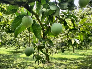 দশ কেজি আম ।