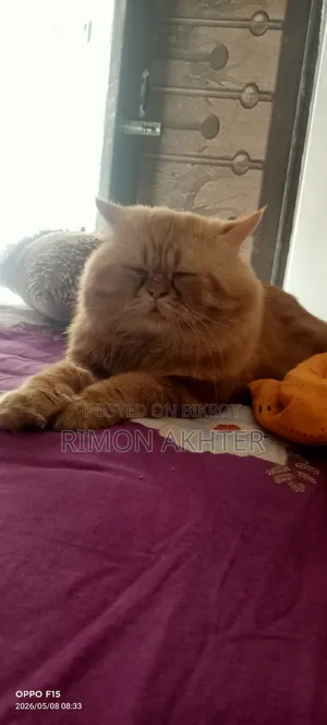 1+ Year Male Purebred Persian Cat