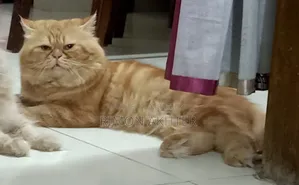 1+ Year Male Purebred Persian Cat