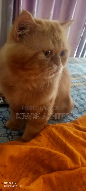 1+ Year Male Purebred Persian Cat
