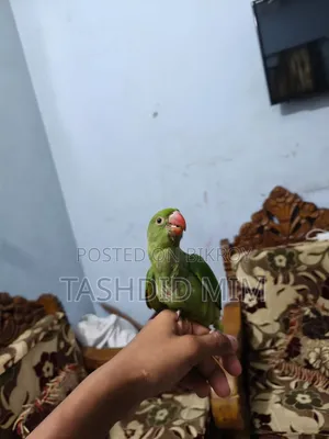 Tame Tiyapakhi (Parrot)