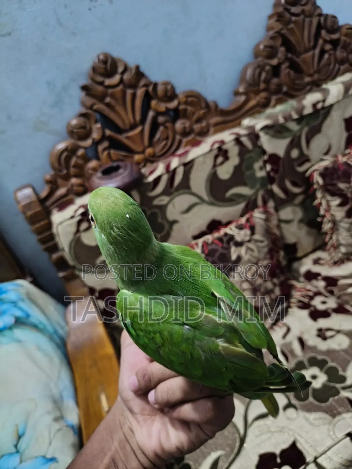 Tame Tiyapakhi (Parrot)