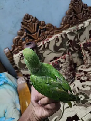 Tame Tiyapakhi (Parrot)
