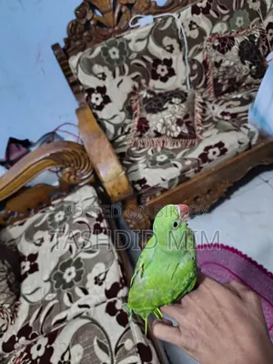 Tame Tiyapakhi (Parrot)