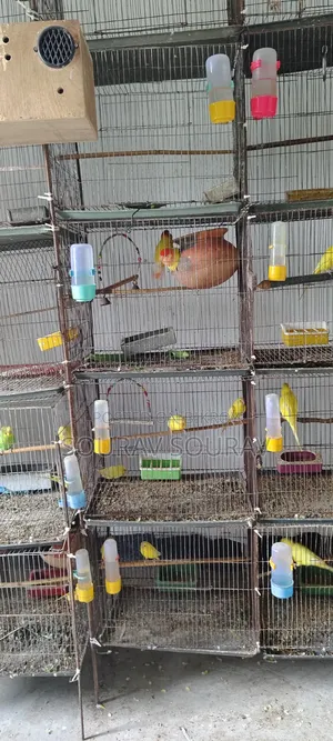 Lutino Red-Eyed Budgie Bird