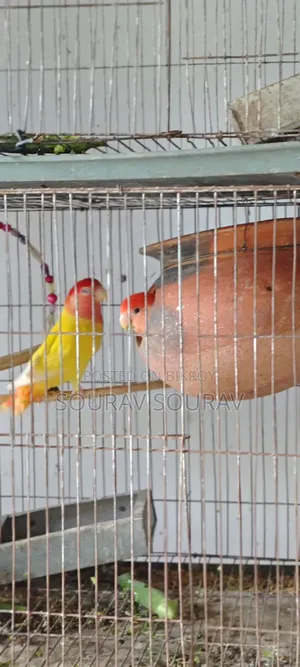 Lutino Red-Eyed Budgie Bird
