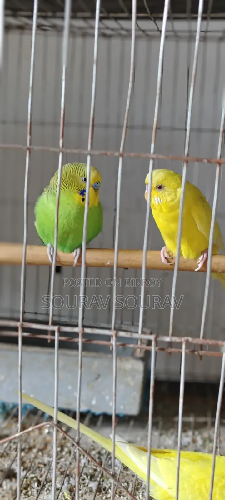 Lutino Red-Eyed Budgie Bird