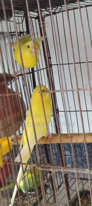 Lutino Red-Eyed Budgie Bird
