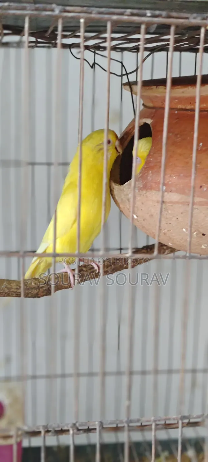 Lutino Red-Eyed Budgie Bird