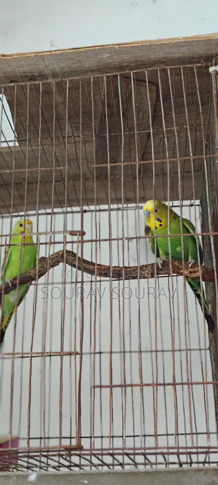 Lutino Red-Eyed Budgie Bird