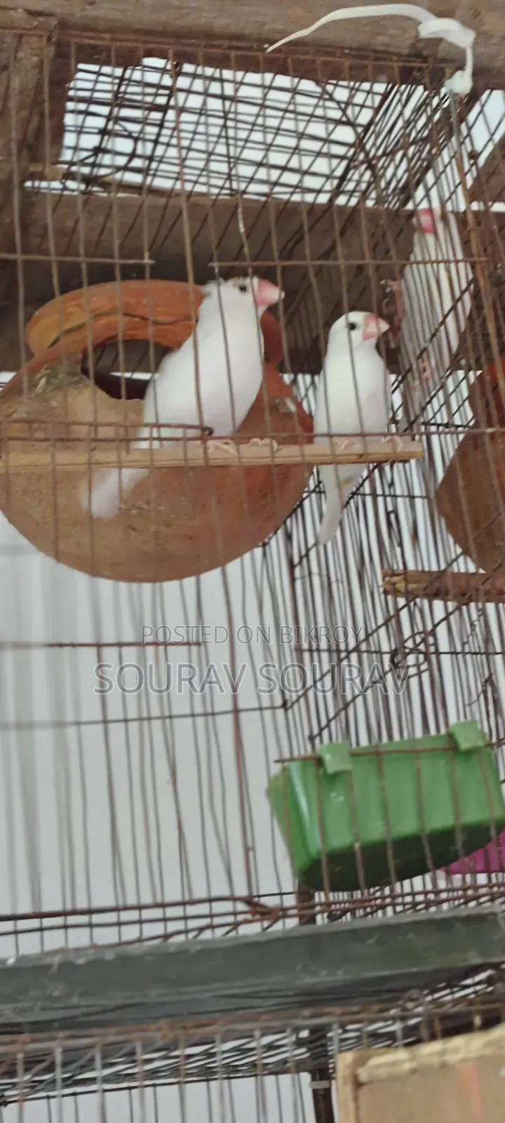 Lutino Red-Eyed Budgie Bird