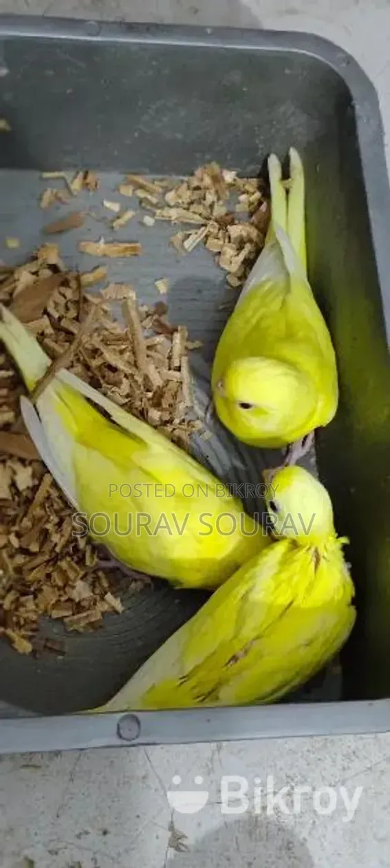 Lutino Red-Eyed Budgie Bird