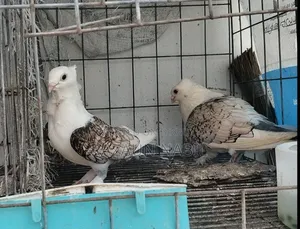 ঝর্ণা শাটিন রানিং পেয়ার