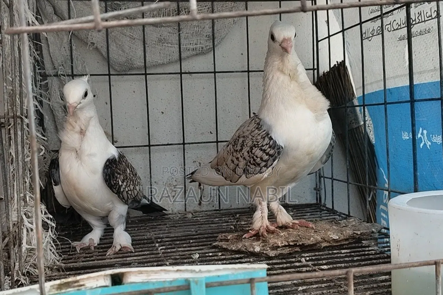 ঝর্ণা শাটিন রানিং পেয়ার