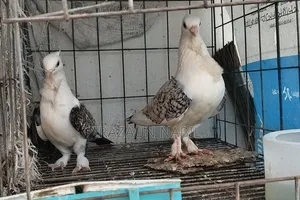 ঝর্ণা শাটিন রানিং পেয়ার