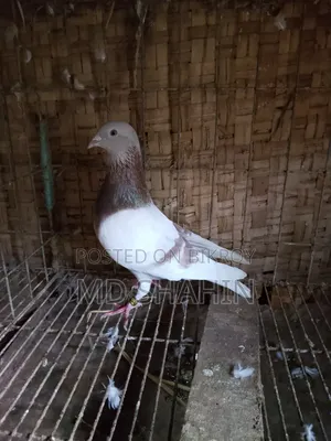 A very beautiful male pigeon