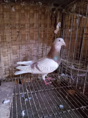 A very beautiful male pigeon