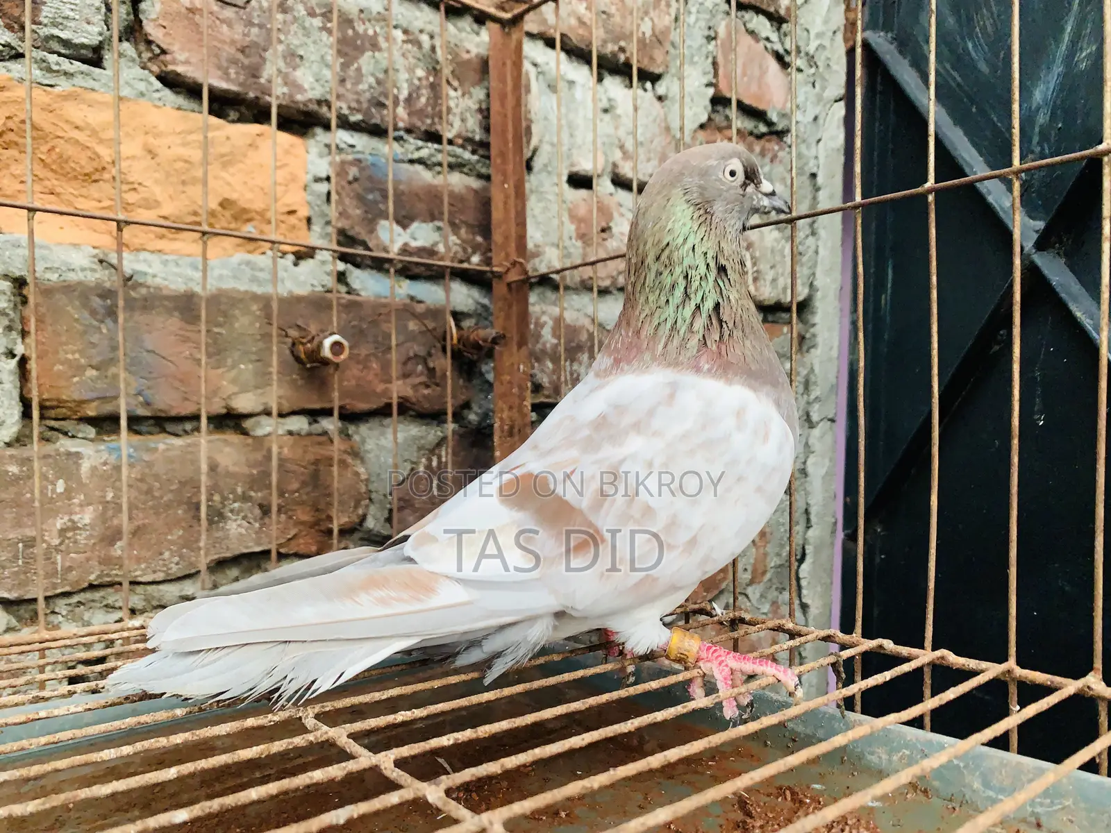 Khaki Pigeon
