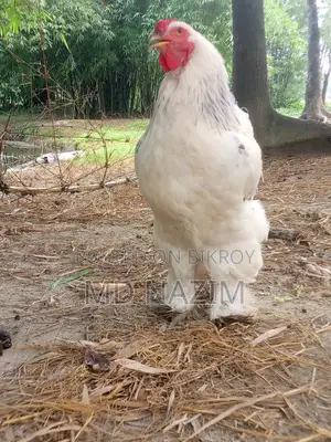 Brahma মুরগি