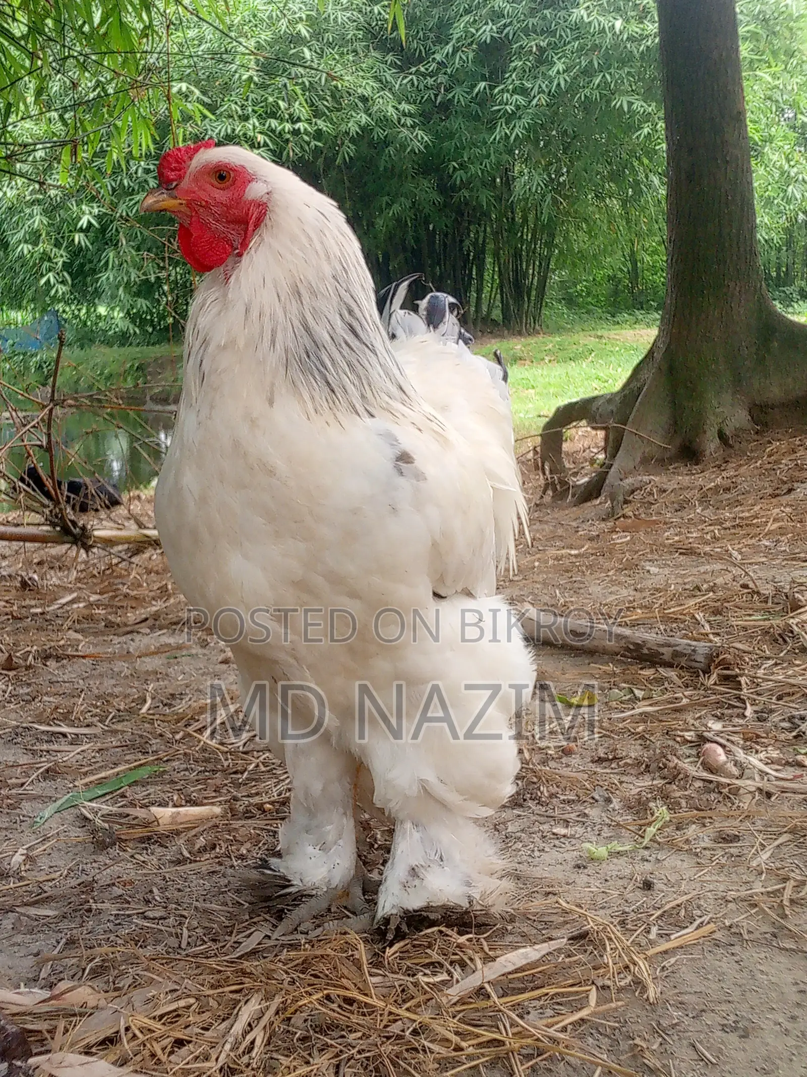 Brahma মুরগি