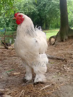 Brahma মুরগি