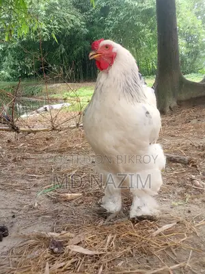 Brahma মুরগি