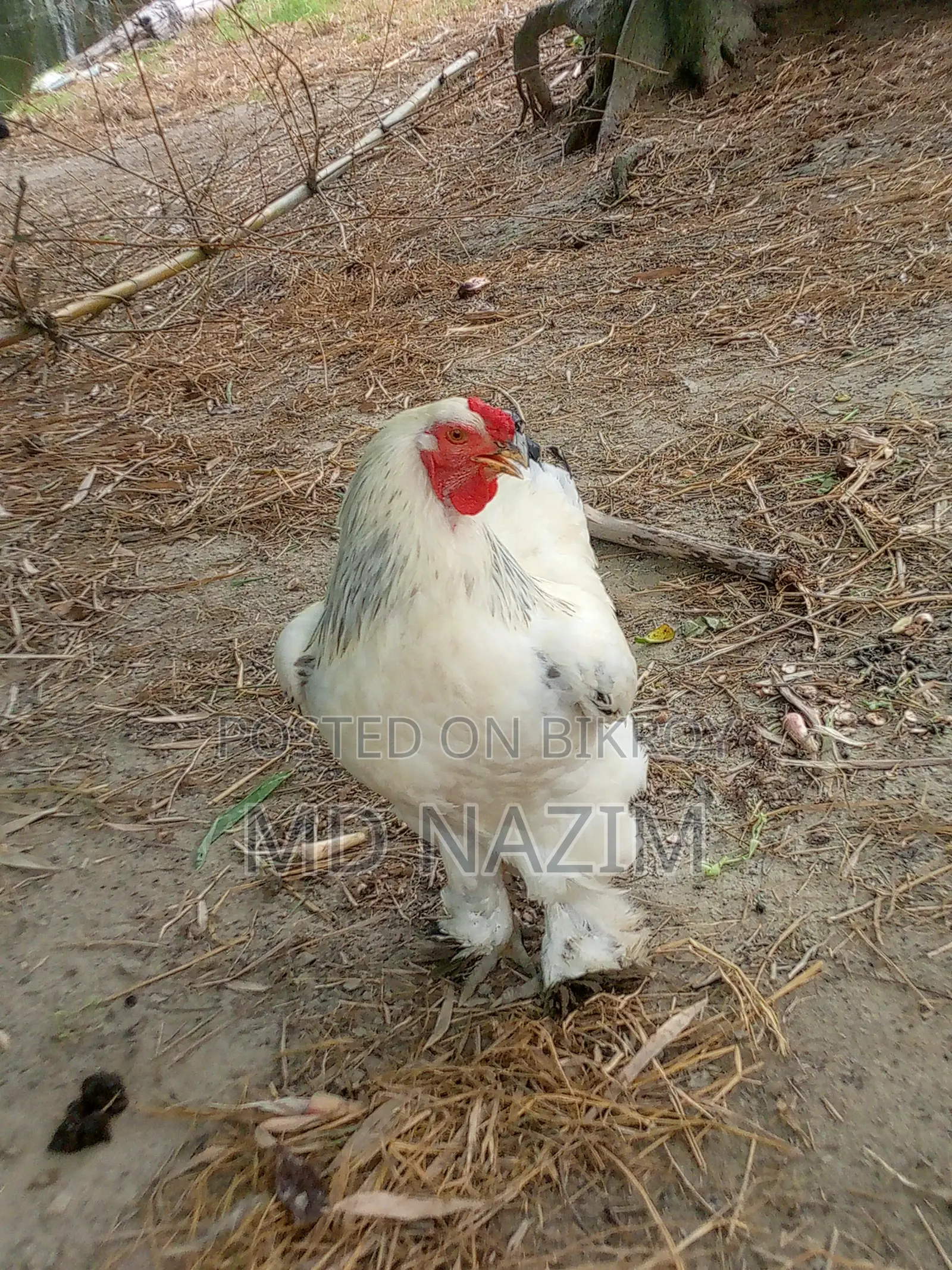 Brahma মুরগি