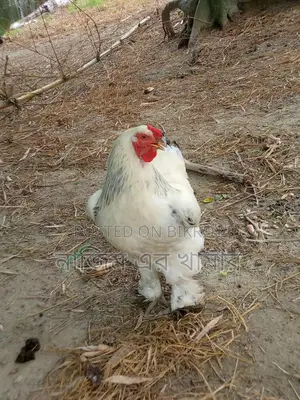 Brahma Chicken