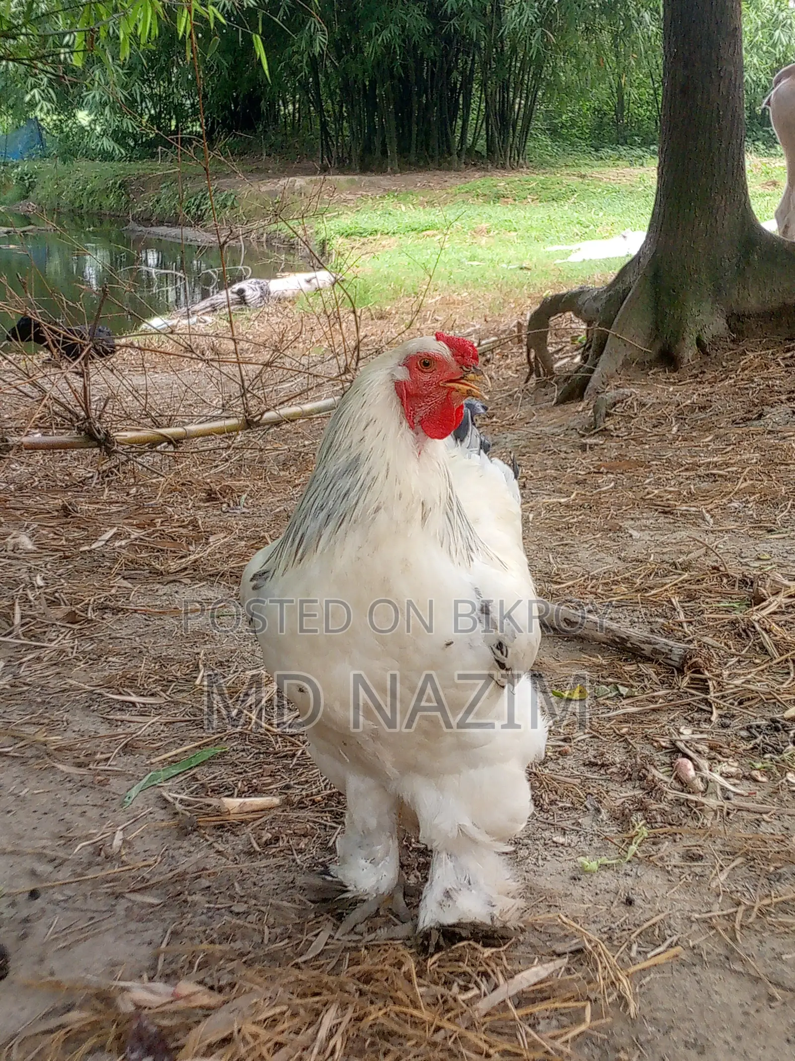 Brahma মুরগি