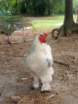 Brahma মুরগি