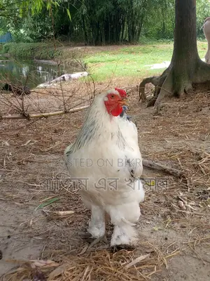 Brahma Chicken