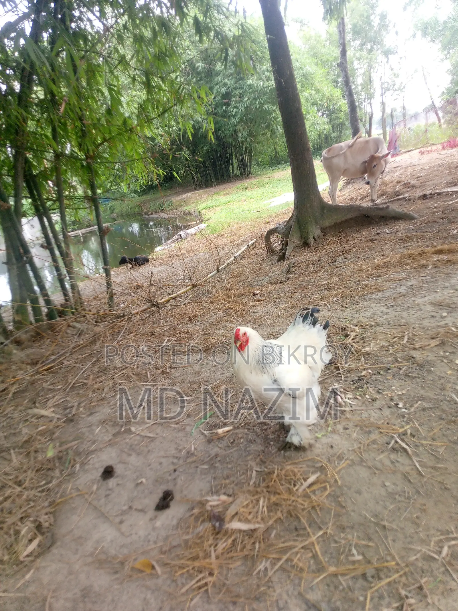 Brahma মুরগি