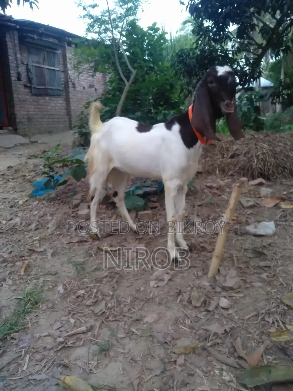 Totapori Goat