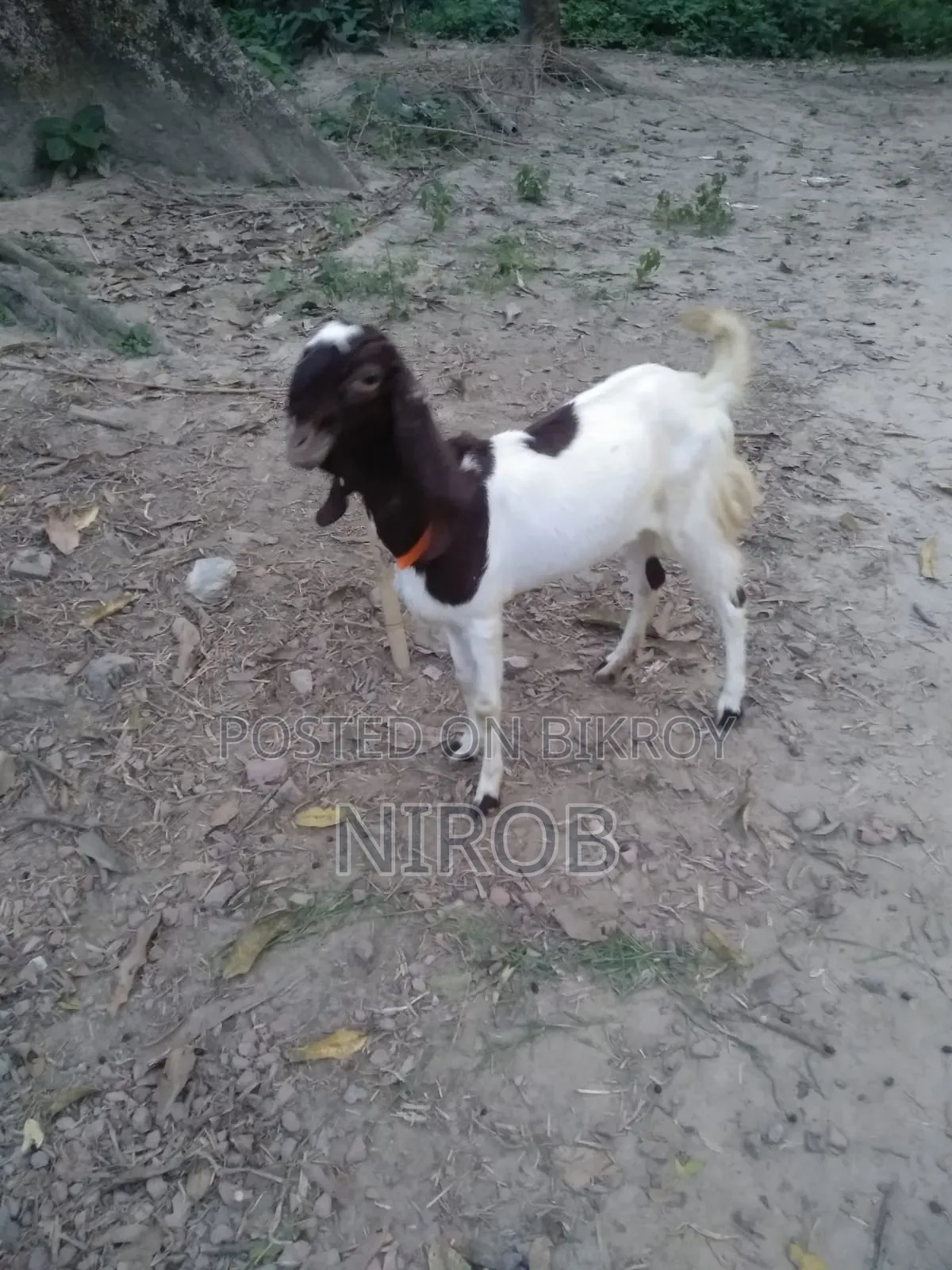 Totapori Goat