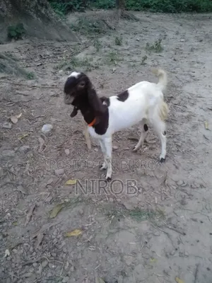 Totapori Goat