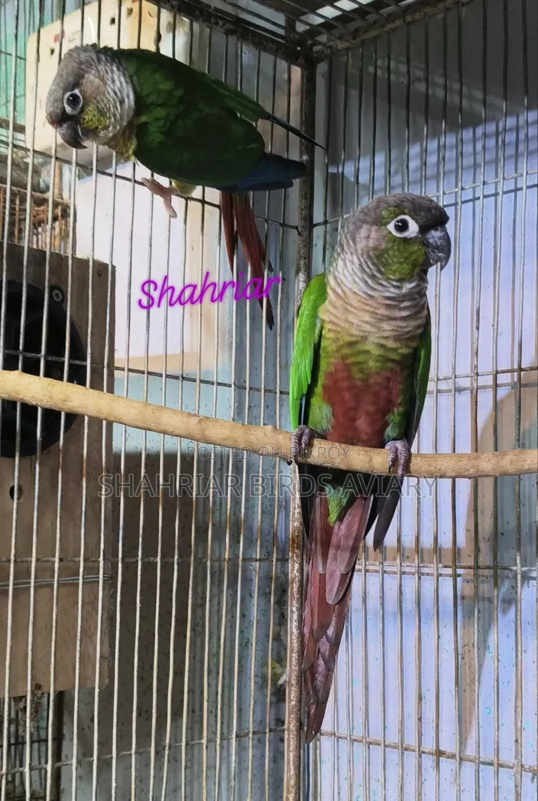 Green Cheek Conure
