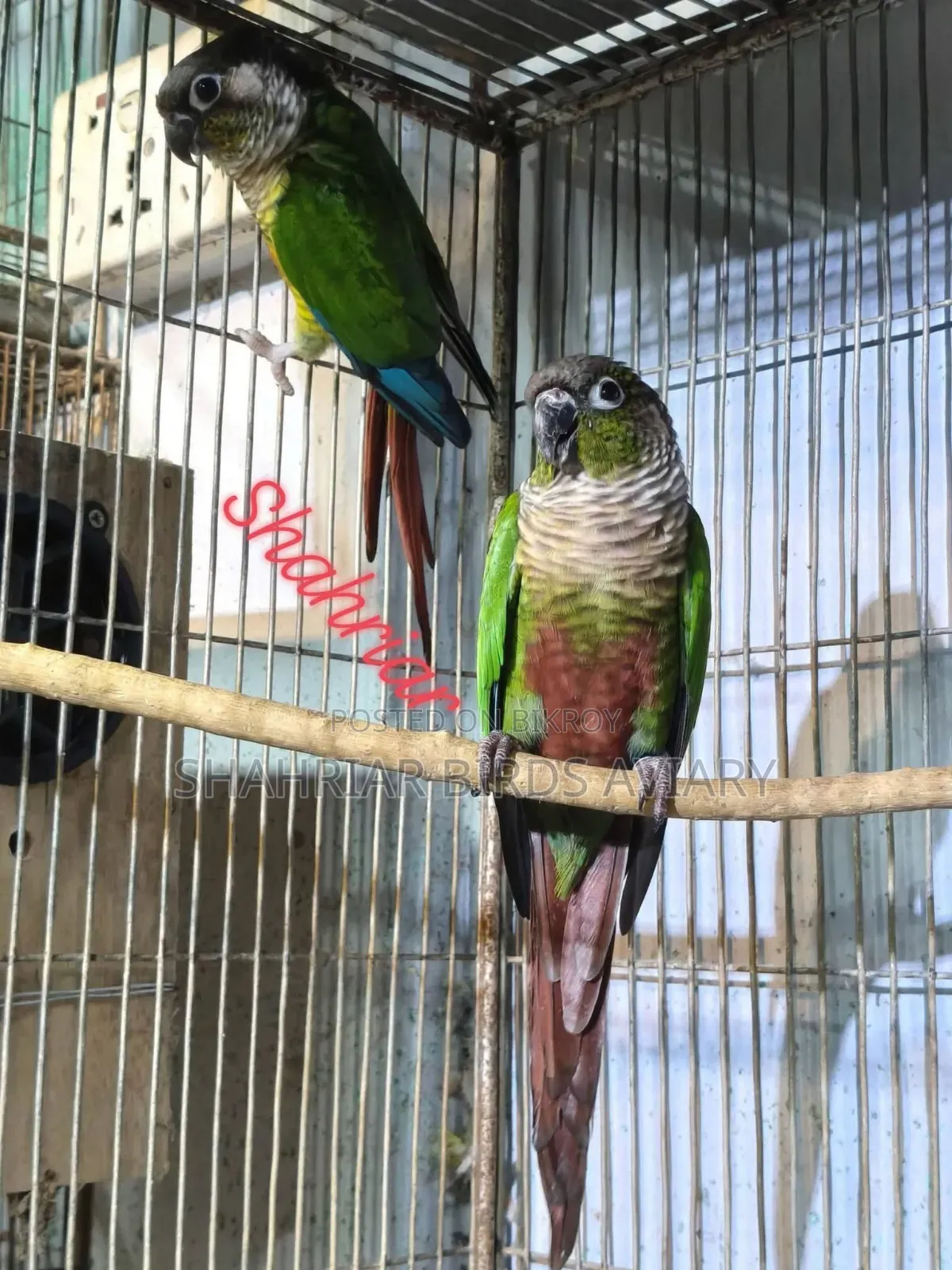 Green Cheek Conure