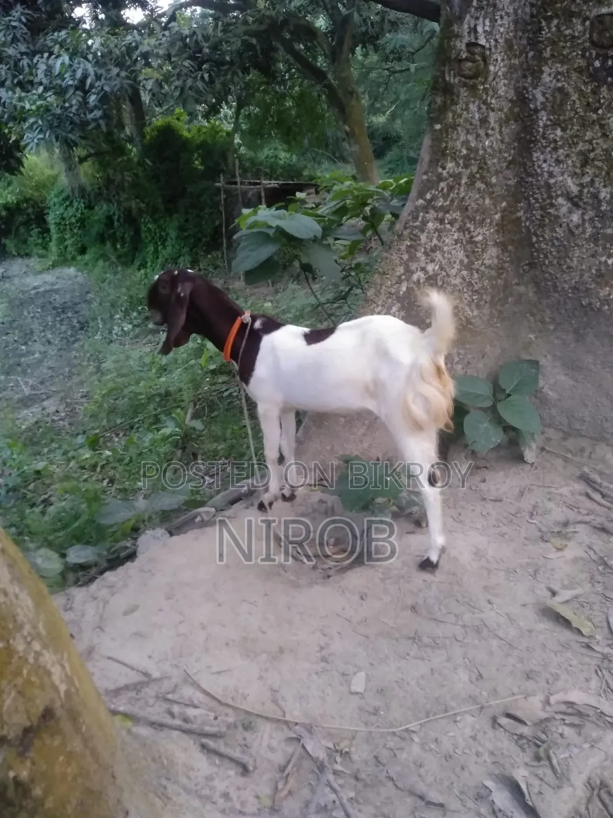 Totapori Goat