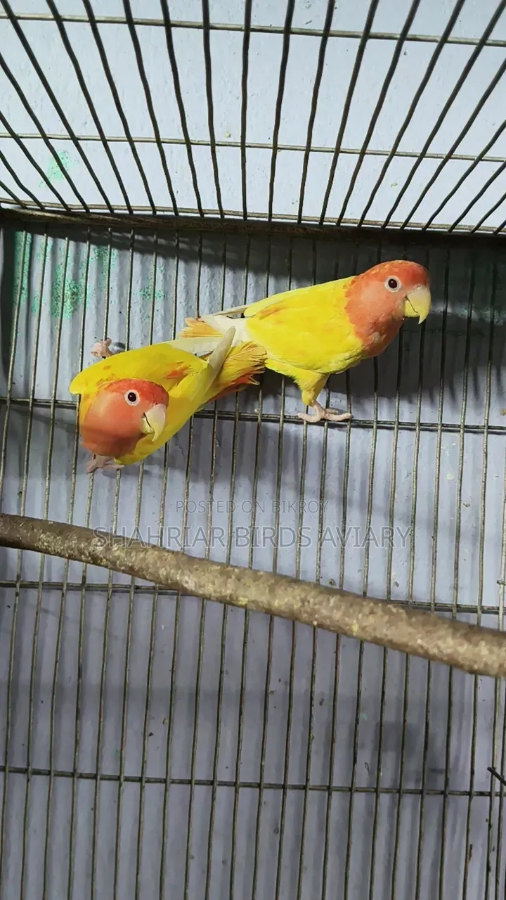 Red Head Opaline Lovebird