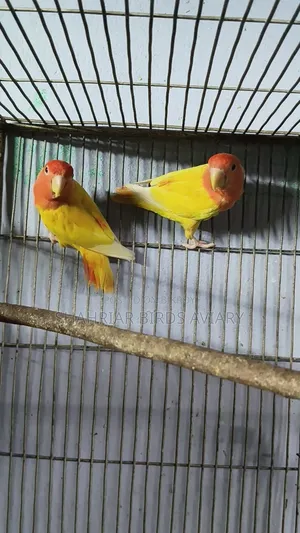 Red Head Opaline Lovebird