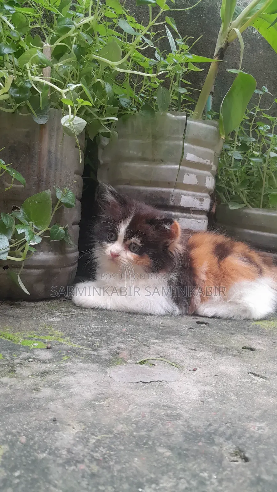 1-3 Months Female Purebred Persian