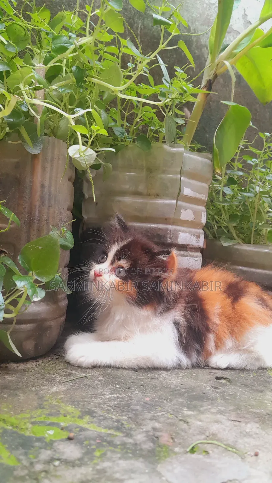 1-3 Months Female Purebred Persian