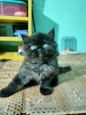 1-3 Months Male Purebred Persian