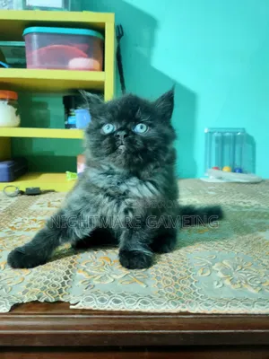 1-3 Months Male Purebred Persian
