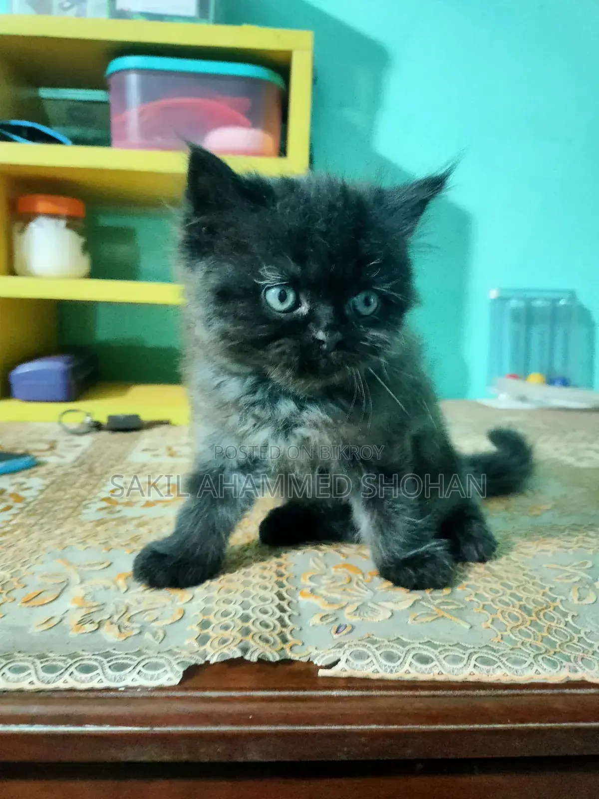1-3 Months Male Purebred Persian
